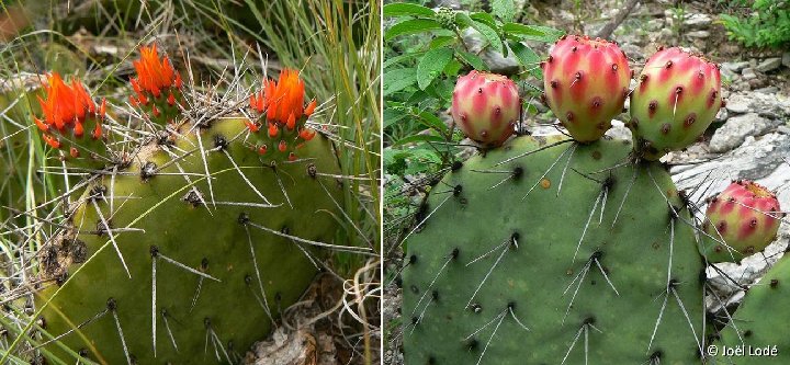 Opuntia stenopetala  18 de Marzo NL, Mexico ©JLcoll.4677